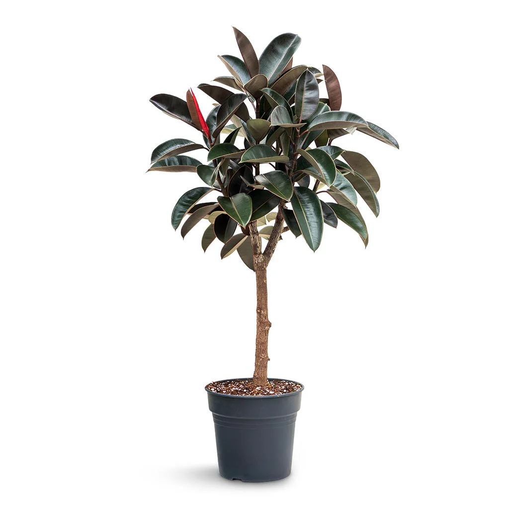 Ficus-elastica