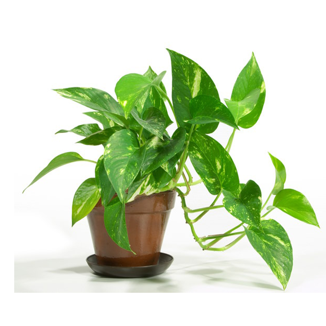 Pothos