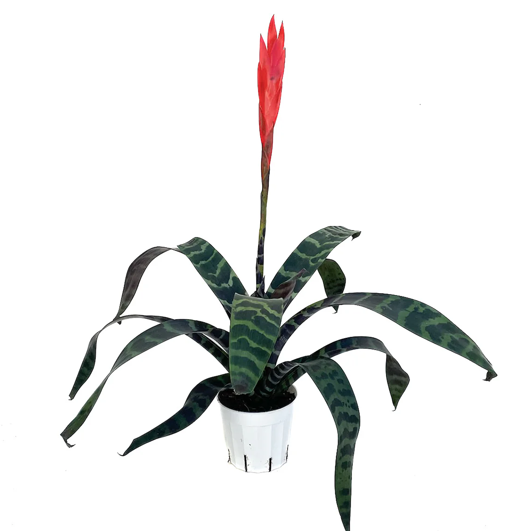 Vriesea splendens