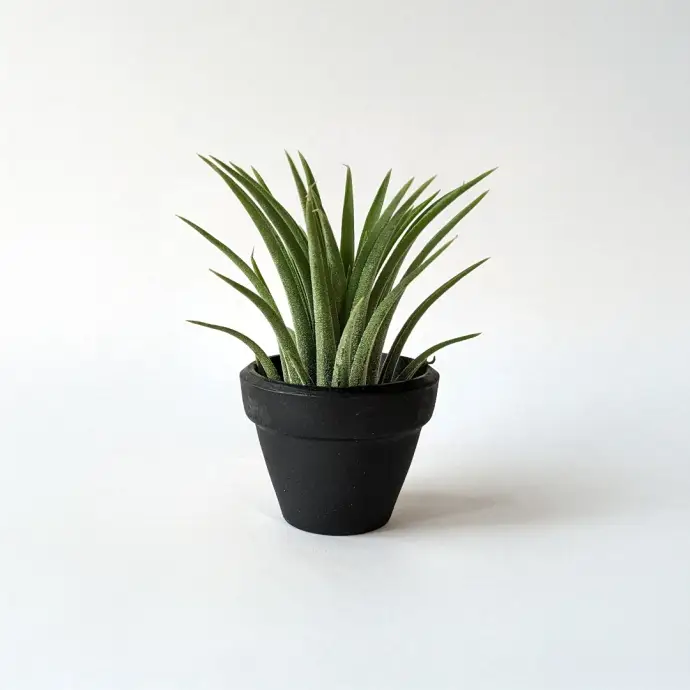 tiny_tillandsia_in_pot