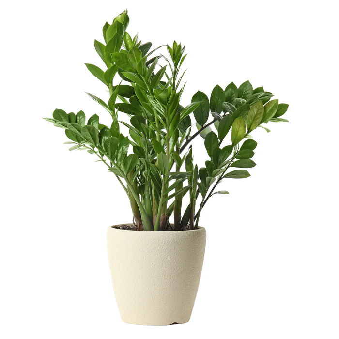 zamiifolia